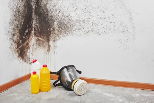 Best Certified Mold Removal  in Lake Hallie, WI