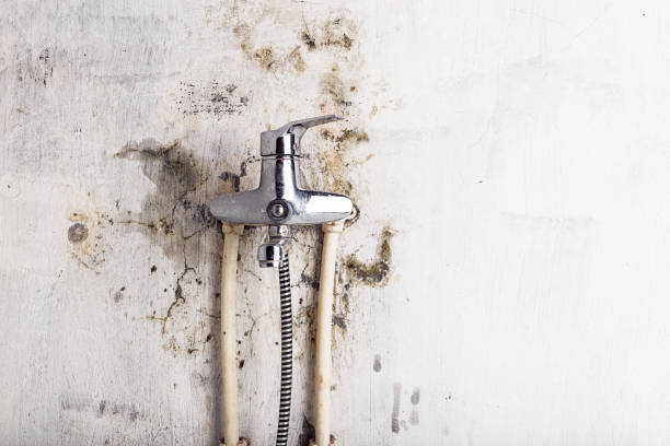 Best Best Mold Removal Companies  in Lake Hallie, WI