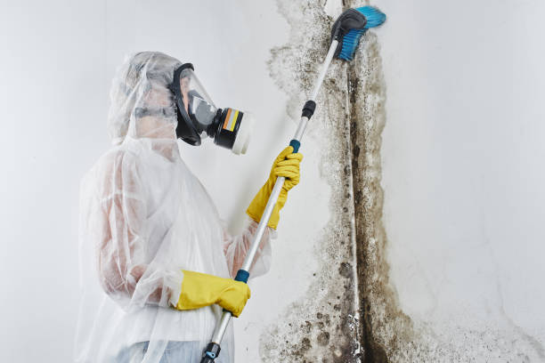 Best Mold Removal Company Near Me  in Lake Hallie, WI