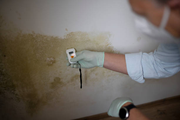 Home Mold Removal in Lake Hallie, WI