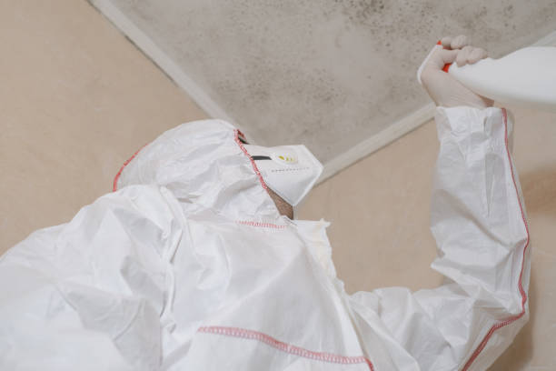 Best Toxic Mold Removal  in Lake Hallie, WI