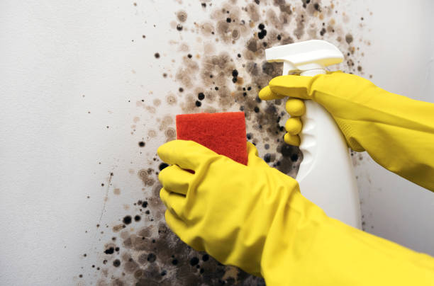 Best Local Mold Removal Service  in Lake Hallie, WI