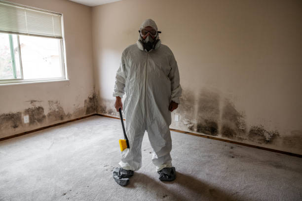 Professional Mold Removal in Lake Hallie, WI