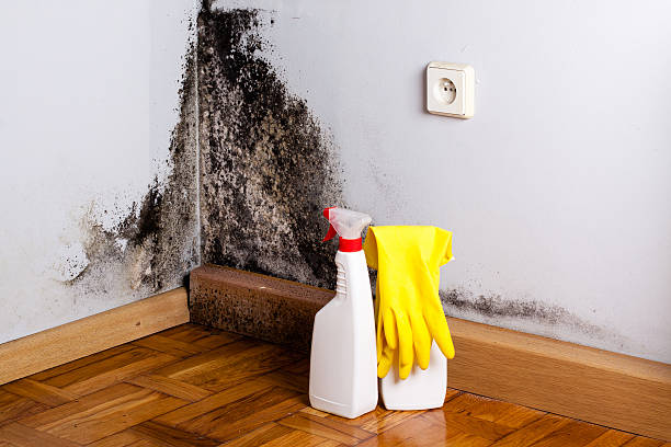 Best Professional Mold Removal  in Lake Hallie, WI